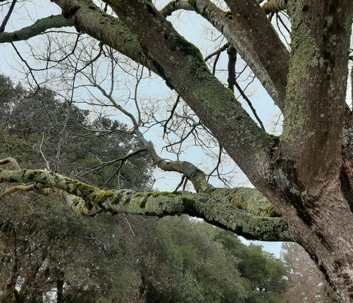 tree trunk