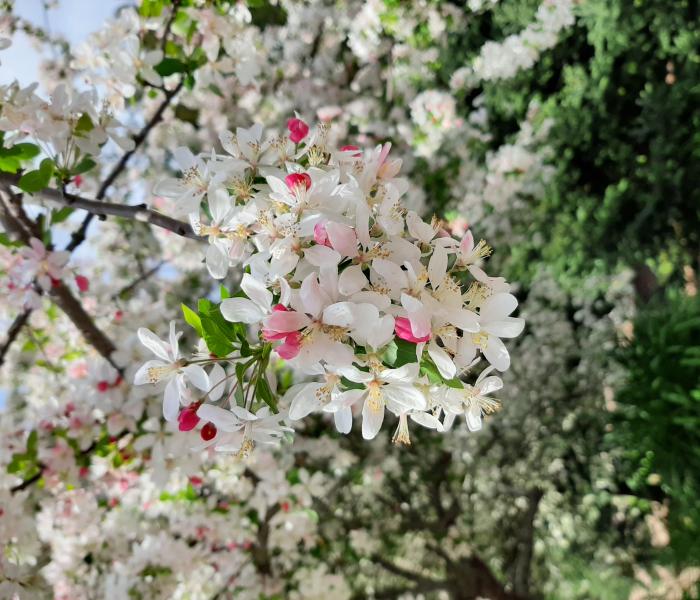white and pink tree blossoms