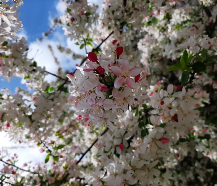 white and pink tree blossoms