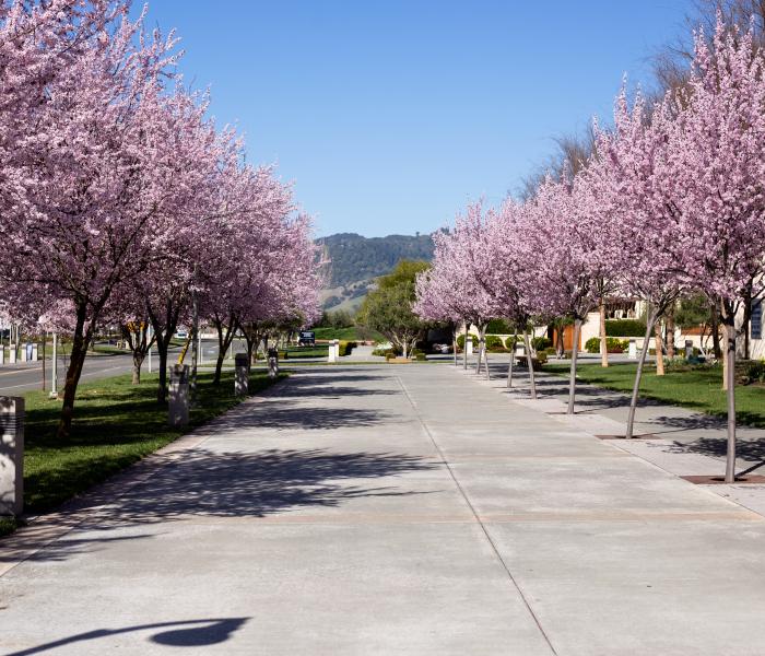 Green Music Center Drop Off Lane with flowering trees