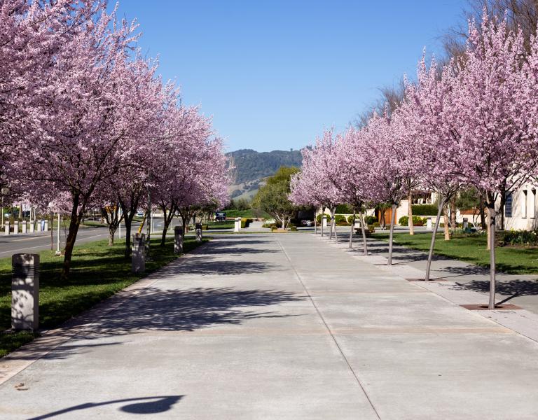 Green Music Center Drop Off Lane with flowering trees