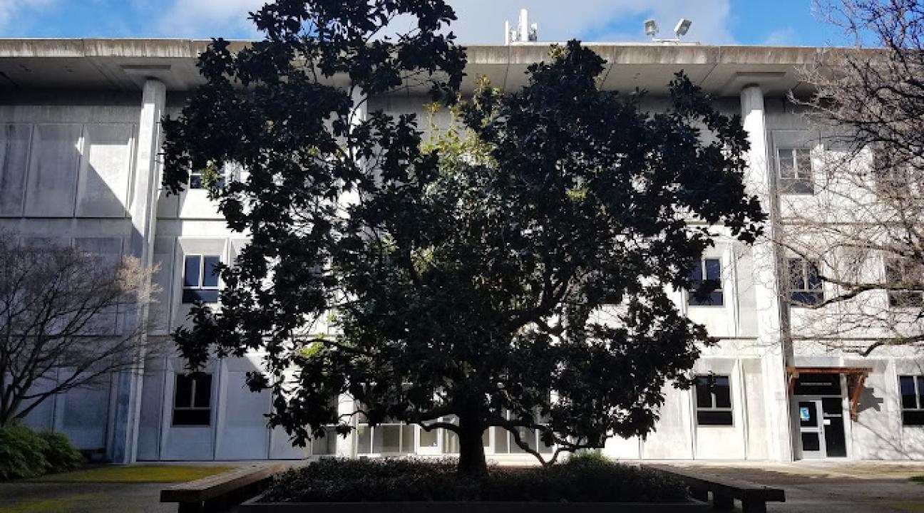 Old Stevenson Hall Magnolia