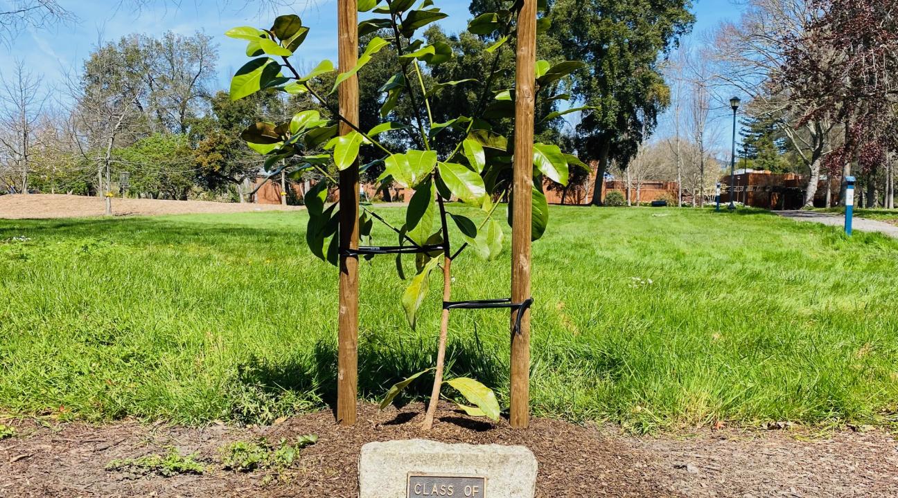 New Stevenson Hall Magnolia