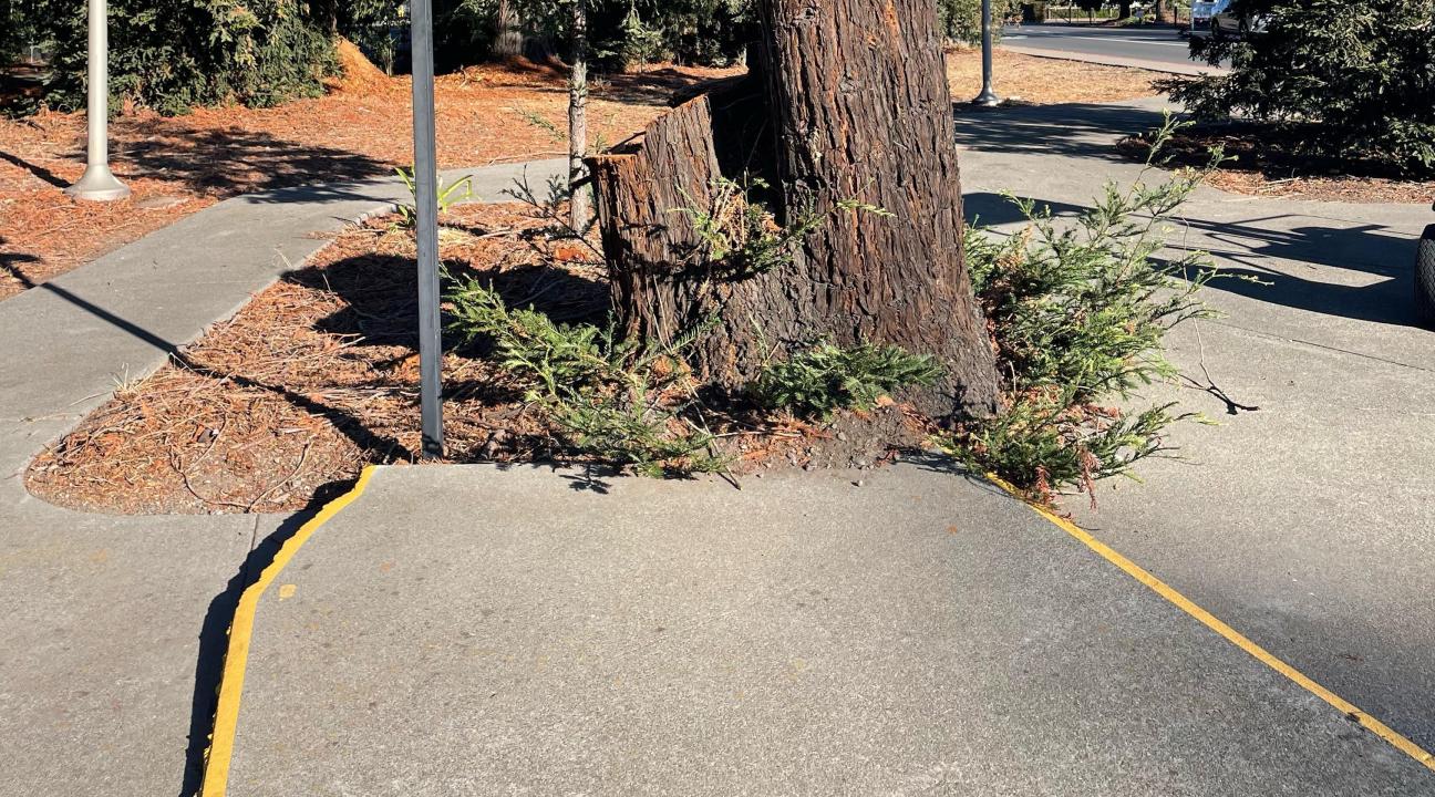 Buckling sidewalk with large tree stump