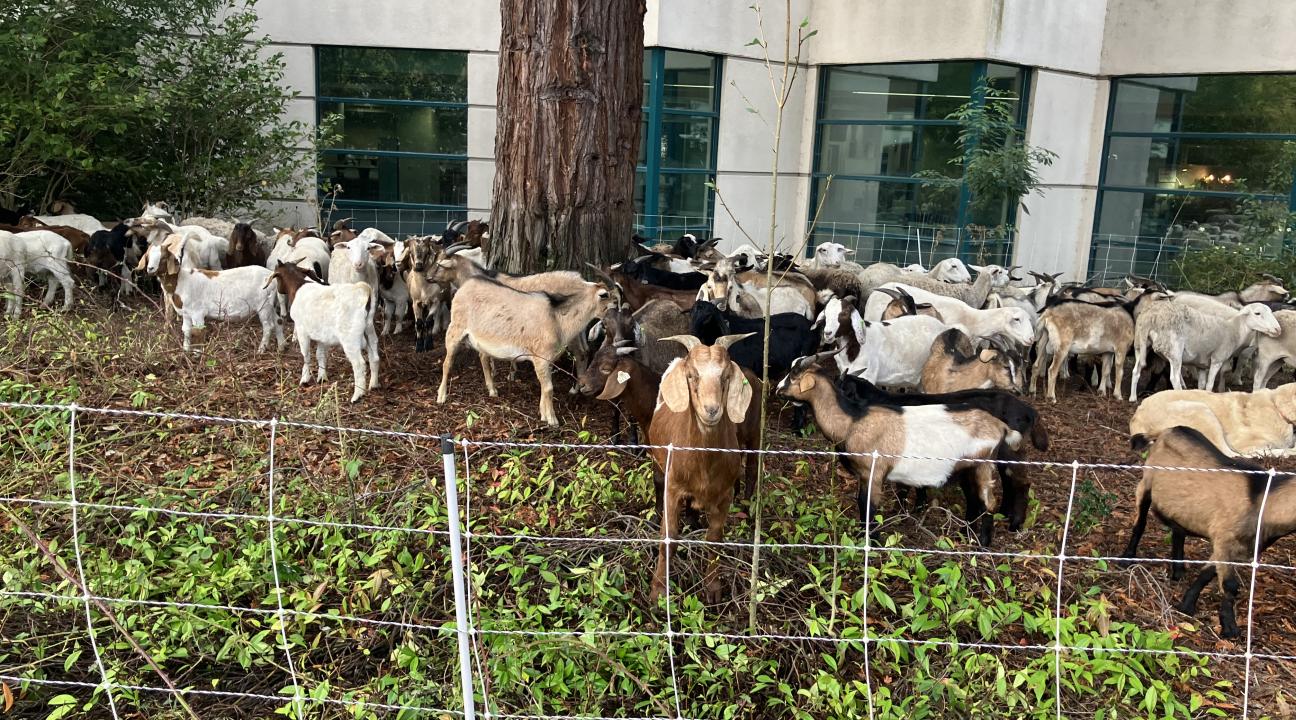 goats outside of Schulz