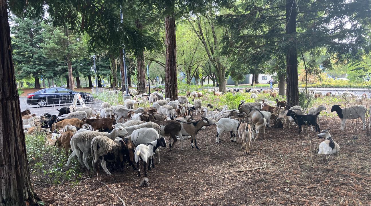 goats near parking lot