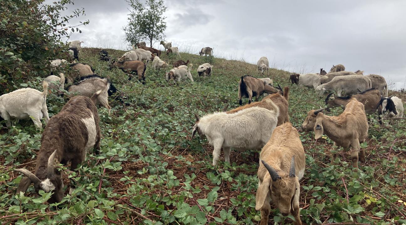 goats on hillside