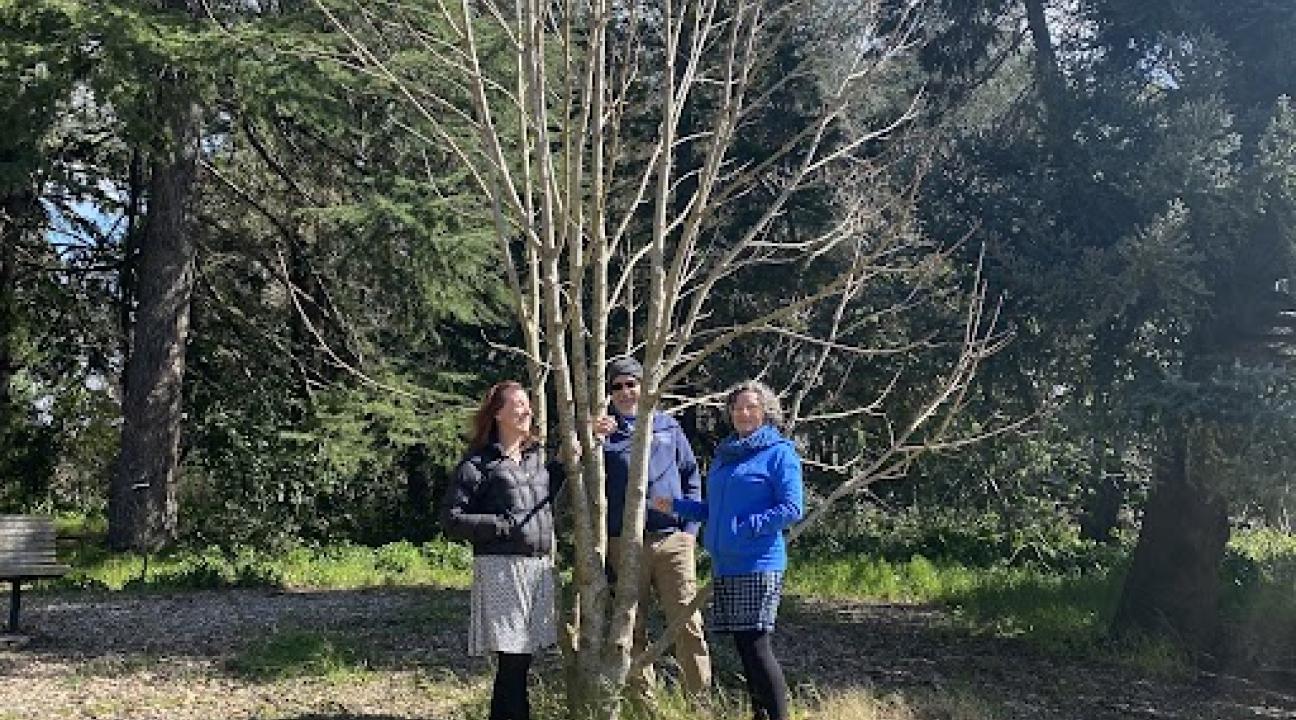 photo of 3 people standing in and around the Anne Frank tree