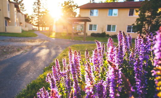 Purple flowers outside of Cabernet Village