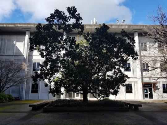 Old Stevenson Hall Magnolia