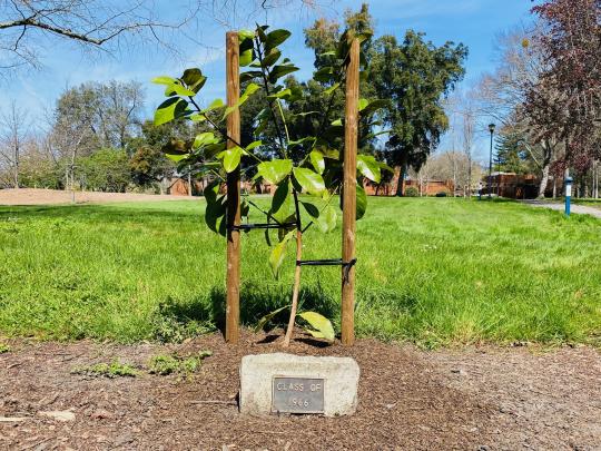 New Stevenson Hall Magnolia