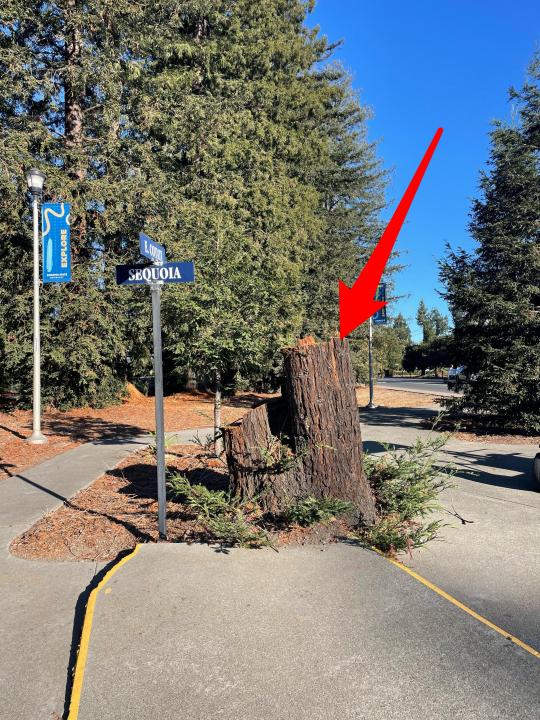 Buckling sidewalk with large tree stump