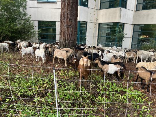 goats outside of Schulz