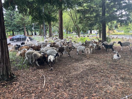 goats near parking lot