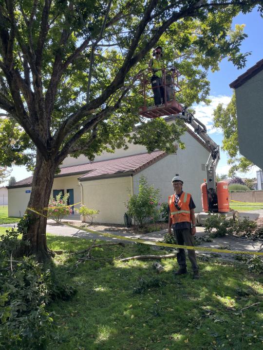 landscapers pruning trees