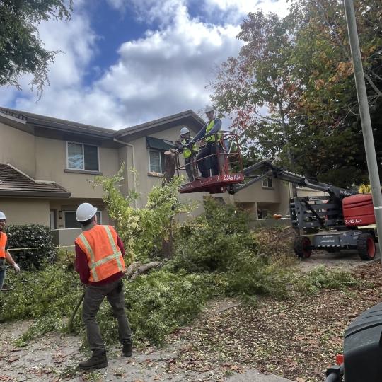 Landscaping team cutting down a tree that split during storm