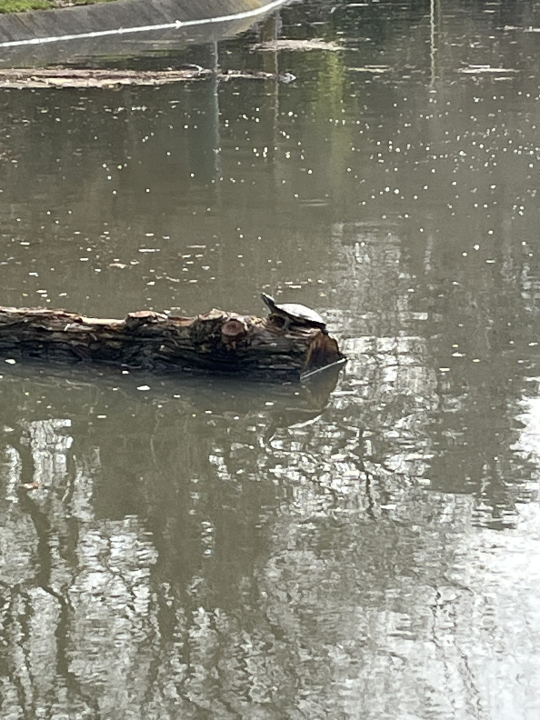 Turtle floating on a log