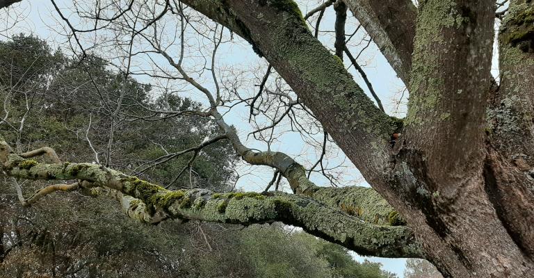 tree trunk