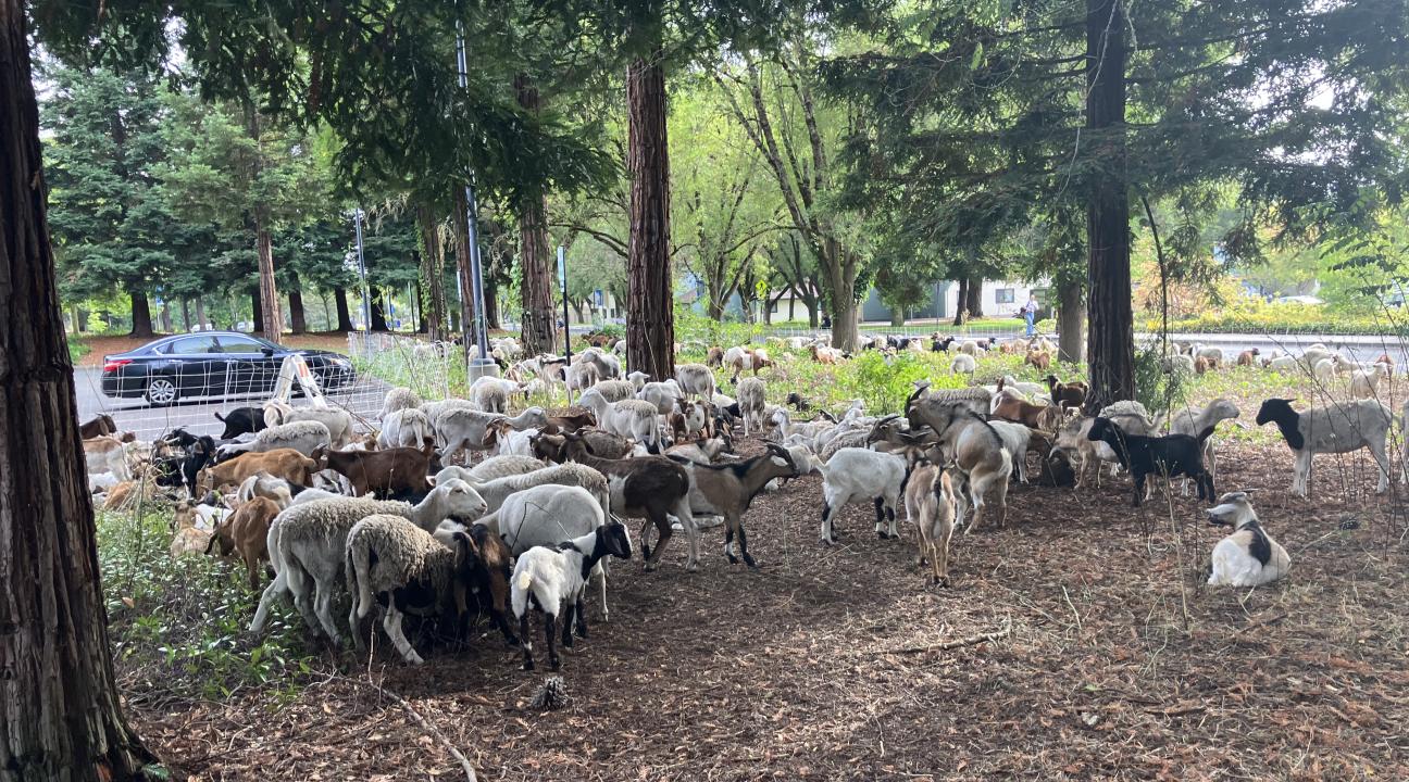goats near parking lot