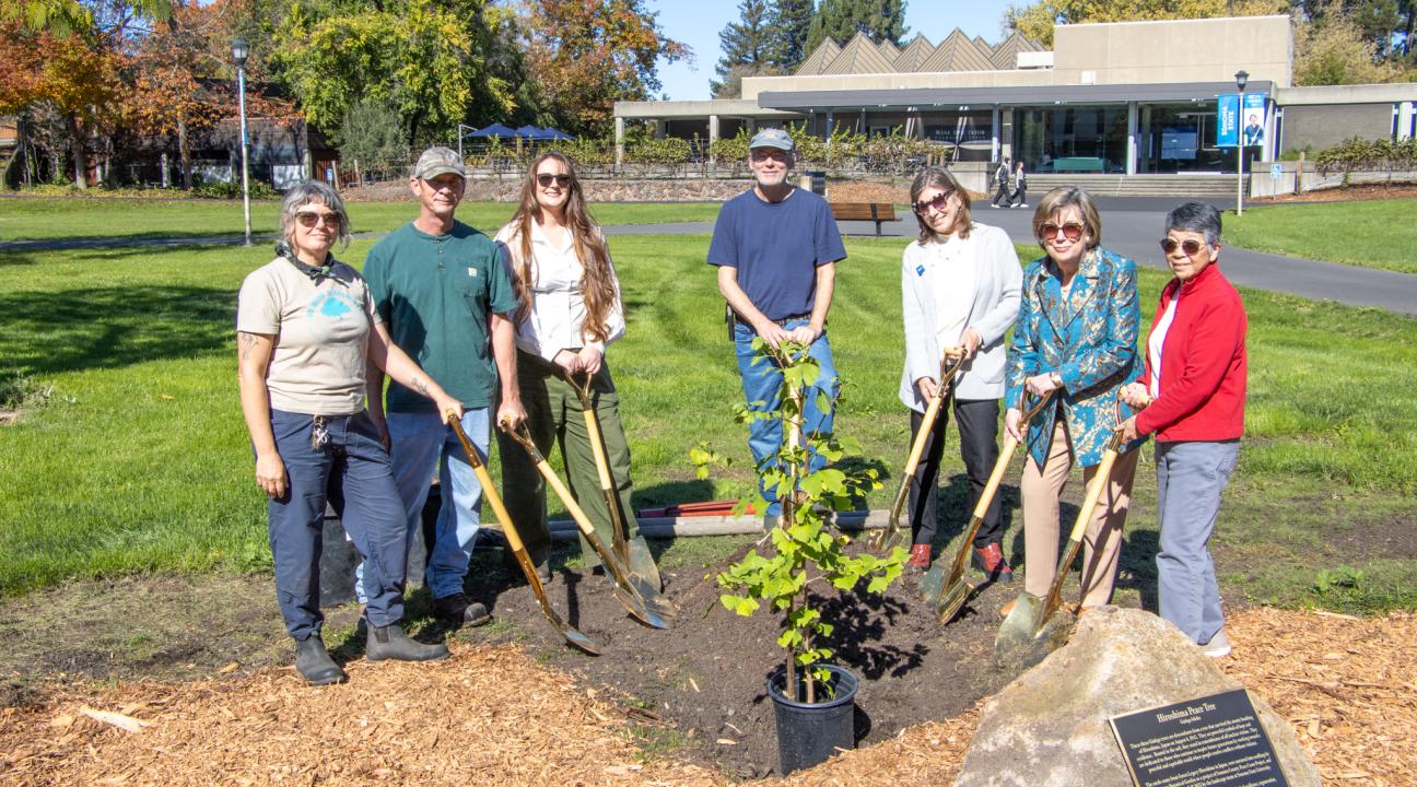 Planting peace tree