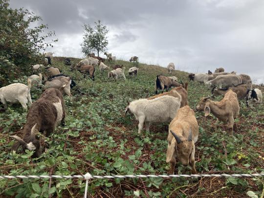 goats on hillside