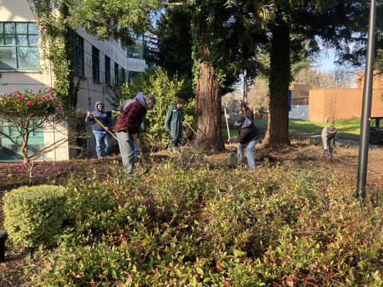 Clearing ivy in front of Schulz